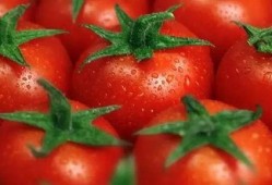 番茄吃瓜文推荐,一场味蕾的盛宴