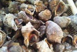 吃瓜的海螺小说,一场奇幻的海洋冒险之旅