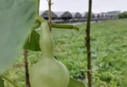 吃皮吐瓜,探寻吃皮吐瓜的独特风味