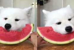 柴犬吃瓜视频,萌态十足，网友直呼“太可爱了！”