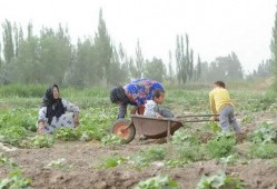 伊犁吃瓜群众,吃瓜群众的夏日盛宴