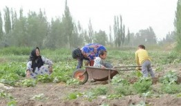 伊犁吃瓜群众,吃瓜群众的夏日盛宴