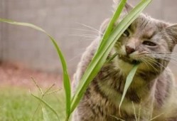 来大姨妈可以吃猫瓜草吗