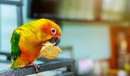 鹦鹉可以吃小瓜,小瓜的诱惑之旅