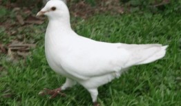 小鸽子吃瓜,趣味横生的夏日趣事