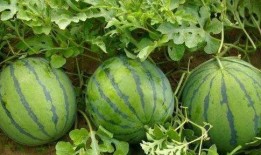 吃瓜看瓜就说瓜,吃瓜看瓜，深度解析“瓜界”风云