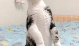 猫咪吃瓜声控,揭秘萌宠的独特“音乐”世界