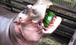 吃瓜河马,趣味横生的动物奇闻