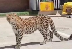 豹子喜欢吃瓜吗,瓜果的忠实爱好者？揭秘野生动物的饮食习惯