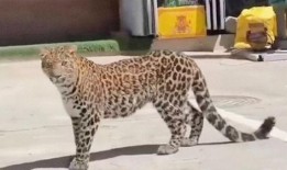 豹子喜欢吃瓜吗,瓜果的忠实爱好者？揭秘野生动物的饮食习惯