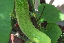 种个瓜自己吃,从种瓜到收获的田园生活实践