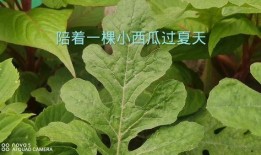 吃瓜成长记,见证青春岁月的甜蜜与苦涩