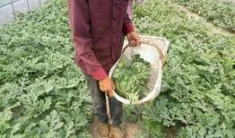 唐浅浅吃瓜,揭秘娱乐圈背后的秘密与真相