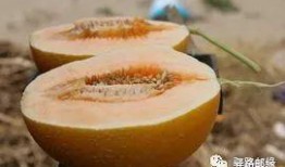 沙蜜瓜咋吃