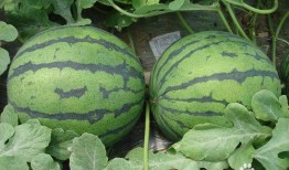 春节必吃的瓜,盘点那些让人回味无穷的“必吃瓜”