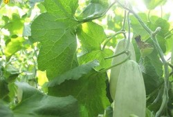 大辰吃瓜,揭秘娱乐圈幕后故事