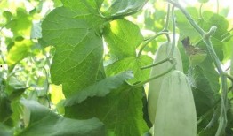 大辰吃瓜,揭秘娱乐圈幕后故事