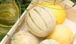 藕瓜尖怎么吃,探索健康美味的家常菜谱