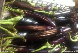 茄子sp吃瓜网址,带你领略网络娱乐新风尚