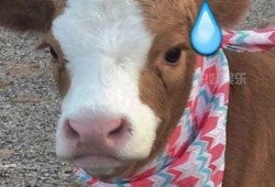 抖音吃瓜胖子,揭秘娱乐圈幕后故事