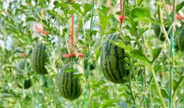 等瓜吃图片,等瓜吃图片背后的温馨故事