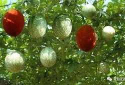 瓜娄怎么吃最好,解锁最佳食用方法