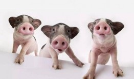 猪佩琦吃瓜,揭秘娱乐圈的“瓜田”趣事