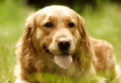 狗可以吃胡子瓜,胡子瓜的奇妙滋味