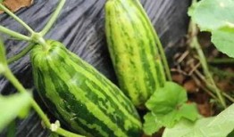 吃瓜现象的意义