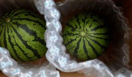 庞瓜可以吃吗,揭秘其食用价值与烹饪技巧