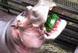 人和河马比赛吃瓜,一场吃瓜大赛的趣味对决