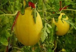 桂林吃瓜群,揭秘当地美食圈的热辣故事