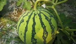 吃瓜吗大瓜,吃瓜吗？大瓜来袭！