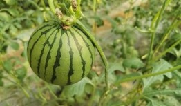 郑团团吃瓜,揭秘娱乐圈幕后故事