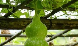 吃皮吐瓜,探寻吃皮吐瓜的独特风味