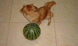 小狗吃生贝贝瓜,小狗的生贝贝瓜美食之旅