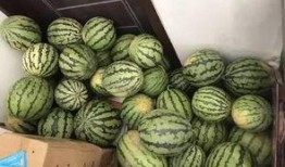 砚山吃瓜视频,一场别开生面的乡村美食盛宴