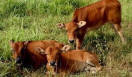 老黄牛吃脆瓜,一场农耕与自然的和谐交响