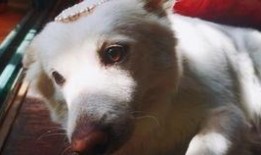 吃瓜声声,揭秘娱乐圈的幕后故事