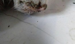 吃瓜吃坏了吐了怎么办,如何应对呕吐困扰