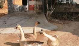 鹅吃瓜怎么吃,揭秘鹅的美食智慧