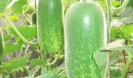 妮瓜怎么吃,解锁美味新体验