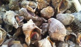 吃瓜的海螺小说,一场奇幻的海洋冒险之旅