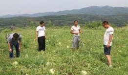 观景区吃瓜大赛,欢乐盛夏，瓜王争霸记