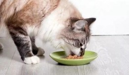 猫柠吃瓜,揭秘娱乐圈那些不为人知的幕后故事