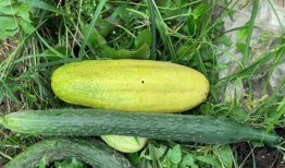 哈婆吃瓜,揭秘娱乐圈背后的那些事儿