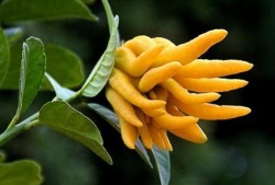 佛手瓜黄色怎么吃,多样烹饪方法大揭秘