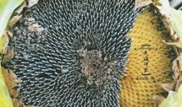 青海最近吃瓜,揭秘高原“吃瓜”新风尚