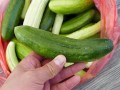 吃瓜没营养