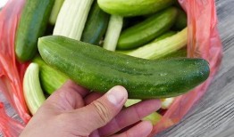 吃瓜没营养